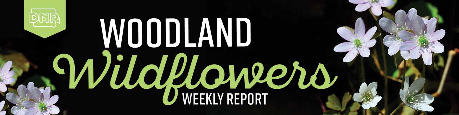 Weekly Woodland Wildflowers report banner